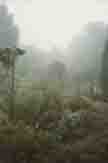 Sfeer beeld in de mist in september 1994