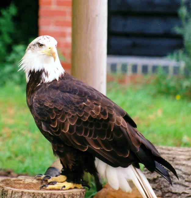 Eagle in banham-zoo(01-08-2003)