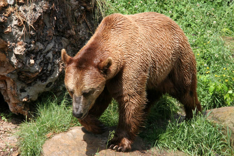 Brown bear in the Innsbruck (04-07-2006)