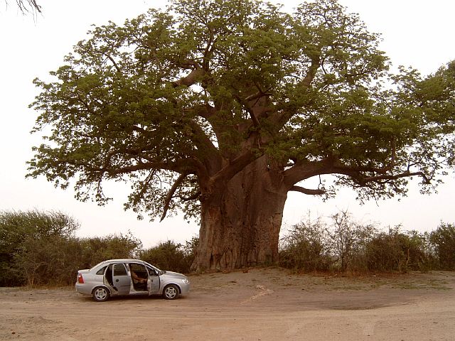 [Image: Baobab1.jpg]